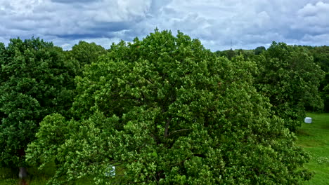 establishing high quality of tall trees on agricultural farming fields and a farm in saaremaa estonia - boom shot