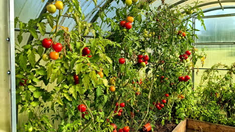 tomato plant growing indoor greenhouse ripped solanum lycopersicum crop