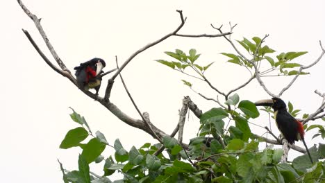 Zwei-Halsband-Aracari-Vögel-Sitzen-Auf-Einem-Ast-Und-Putzen-Sich