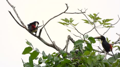 dos pájaros aracari de cuello posados y arreglándose en la rama de un árbol