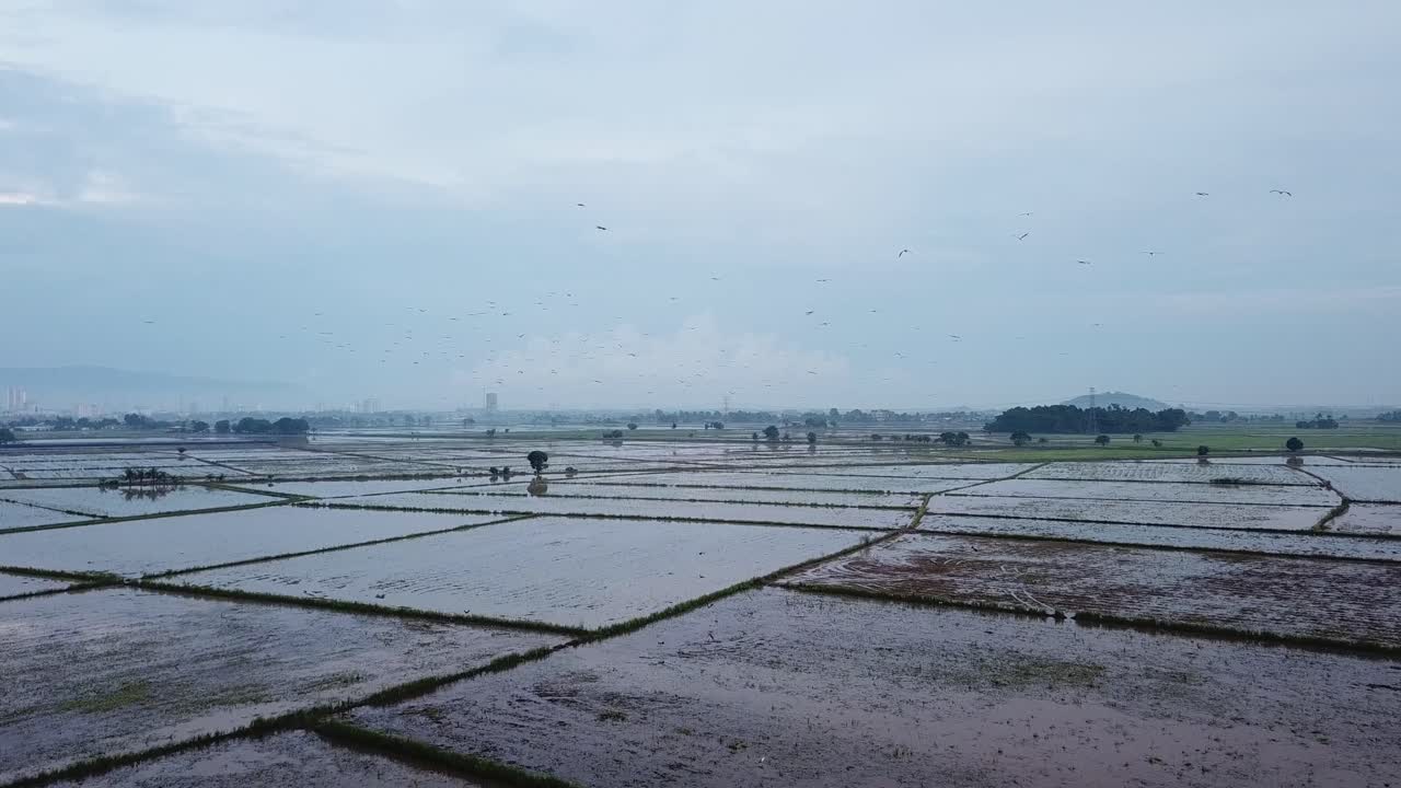 습지  ⁇ 이 필드에서 아시아 오픈빌 스토크 서식지.
