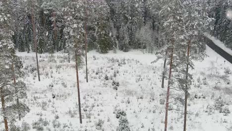 冬天在森林中下雪, 靠近松树的低海拔飞行