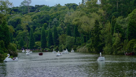 Botes-De-Pedal-De-Agua-De-Cisne-Blanco-En-El-Lago-Negro---Lago-Negro---Rodeado-Por-El-Bosque-En-Una-Noche-En-Gramado,-Canela,-Rio-Grande-Do-Sul,-Brasil