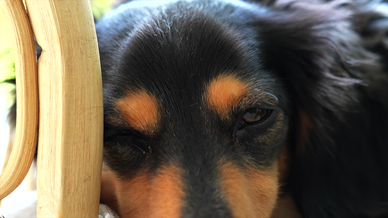 다크 닥스훈트 소세지 개