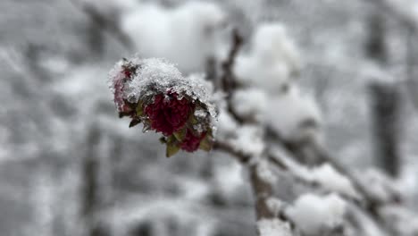 Wunderschöner-Roter-Blütenbaum-Sprießt,-Eisenholzbaum-Parrotia-Persica,-Rote-Blume,-Die-Im-Frühling-Blüht,-Bedeckt-Vom-Winterschnee,-Starker-Schneefall-Im-Hyrkanischen-Wald-Im-Iran,-Naturlandschaft,-Reise-Nach-Aserbaidschan