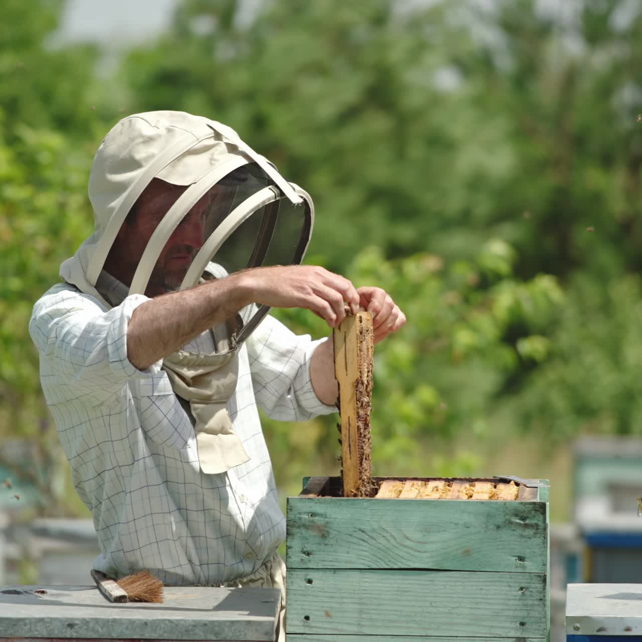 Apiary farmer takes a frame out of hive and looks at it carefully. Dark frame with half-sealed honey cells in man's hands. Nature backdrop on sunny day