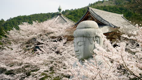 riesige buddha-statue, die mit kirschblüten bedeckt ist, im tsubosakadera-tempel in japan