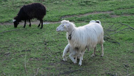 slow motion shot of mother sheep feeding hungry lamb on green pasture in sardinia, italy