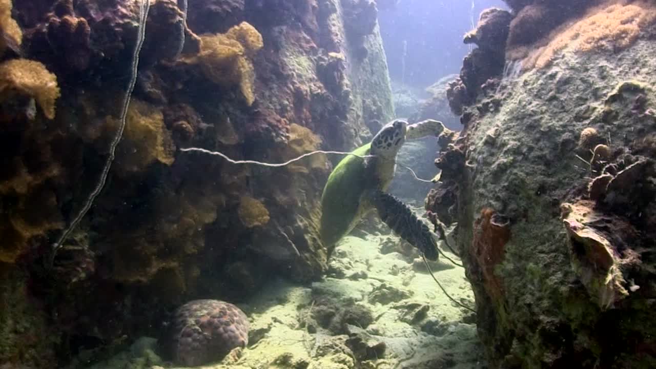 tortuga carey en koh tao-11