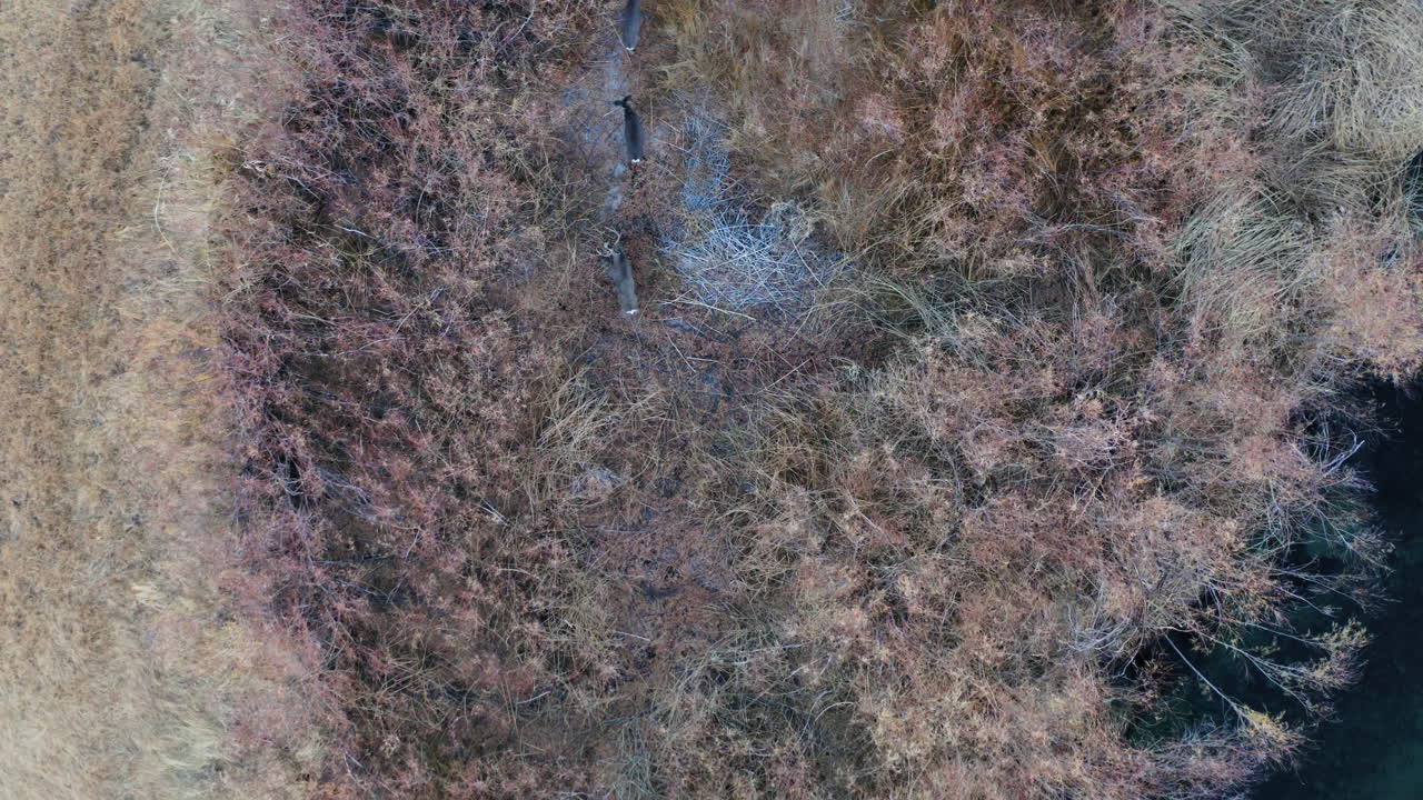 Aerial Top Down View Of Wild Deer Standing Still In Grassland At Pleasant Valley