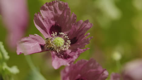 Closeup-shot-of-bees-as-they-fly-around-a-poppy-in-spring