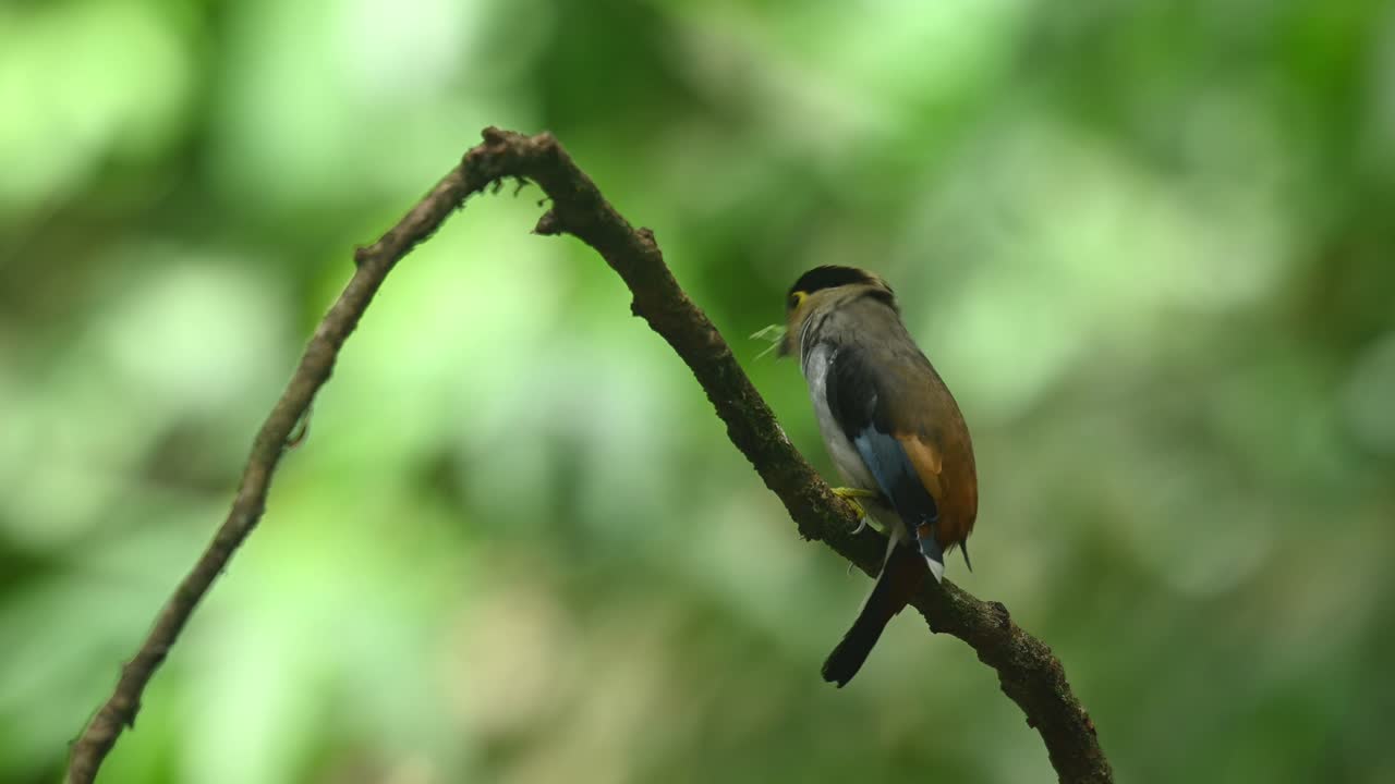 pico ancho de pecho plateado, serilophus lunatus