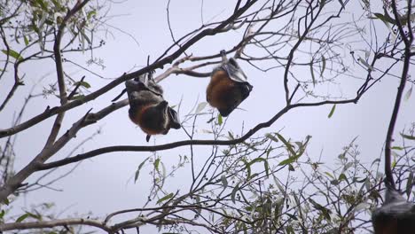 Two-Bats-Hanging-From-Tree-Branch-During-Daytime-Australia-Gippsland-Victoria-Maffra