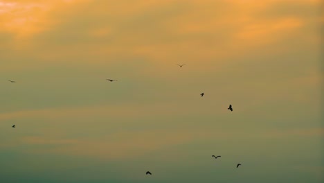 silueta de aves rapaces volando en el cielo al atardecer