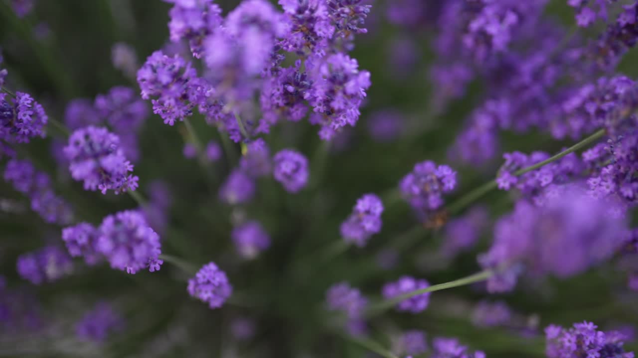 Macro Shot of Tiny Bee Delicately Hovering and Pollinating Beautiful Purple Lavender Flowers