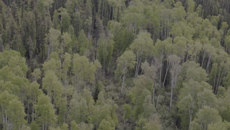towering trees in the heart of yukon’s wild landscape