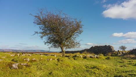 Timelapse-of-rural-nature-farmland-with-single-tree-and-field-ground-rocks-in-the-foreground-and-stonewall-in-the-background-during-sunny-spring-day-viewed-from-Carrowkeel-in-county-Sligo-in-Ireland