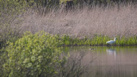 Ave-Zancuda-De-Espátula-Euroasiática-Caminando-En-Río-Poco-Profundo-Entre-Patos