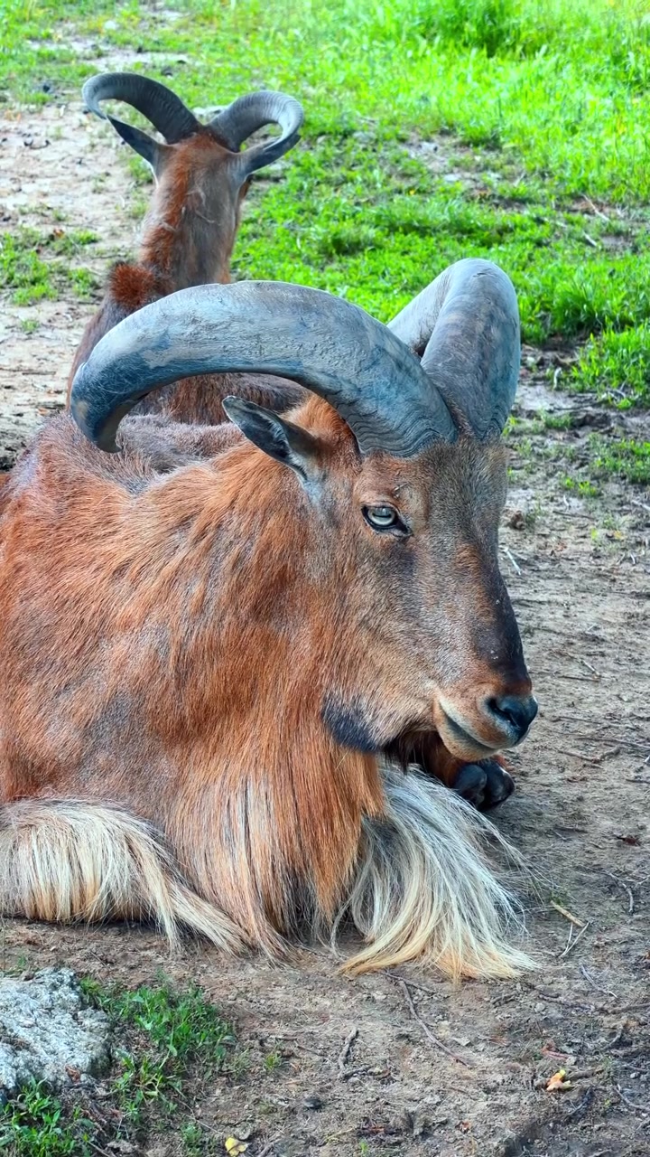 Due ammotraghi che riposano sul terreno sterrato. Primo piano di un ammotrago con grandi corna ricurve sdraiato con un altro animale dietro.