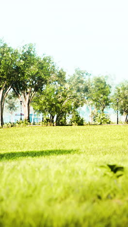 beautiful green grass and trees in a park