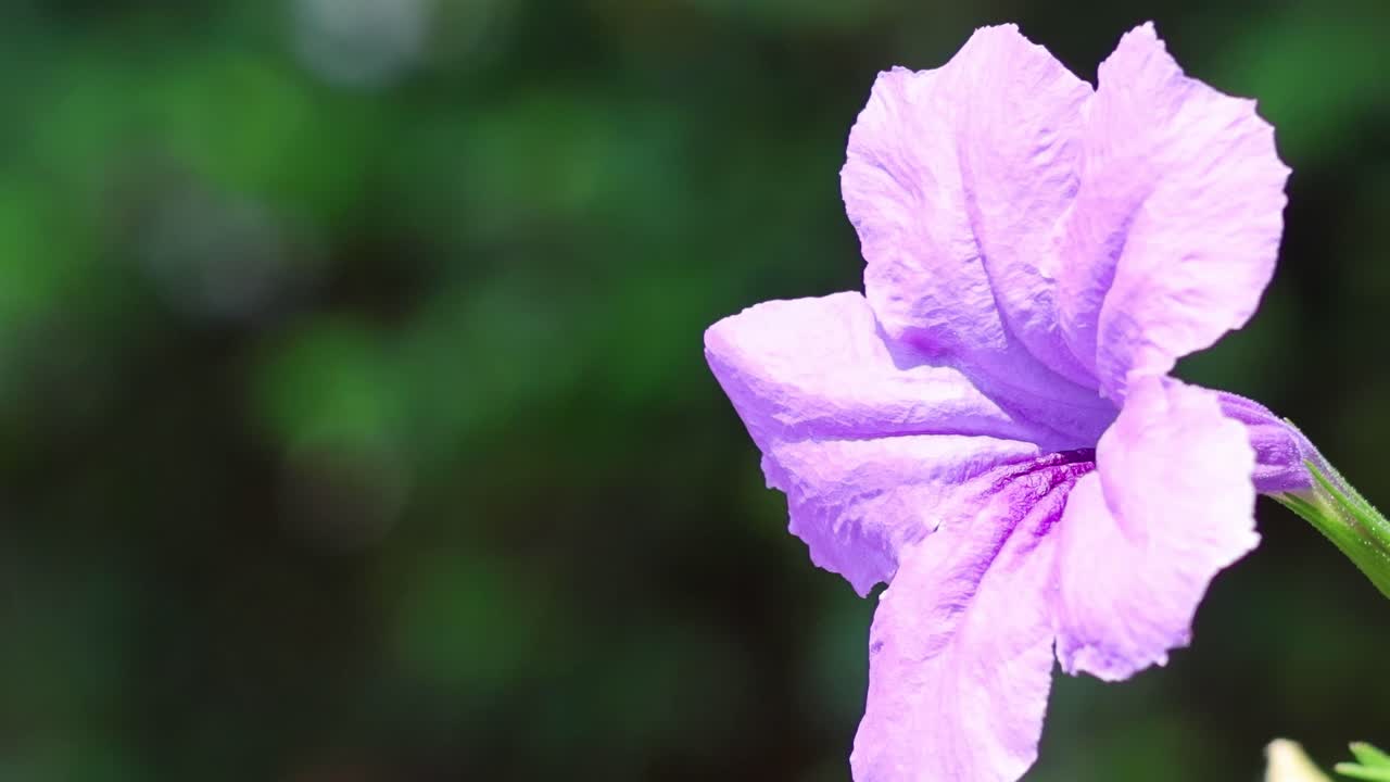 A close-up view of a single purple flower against a lush green background, showcasing its delicate petals.