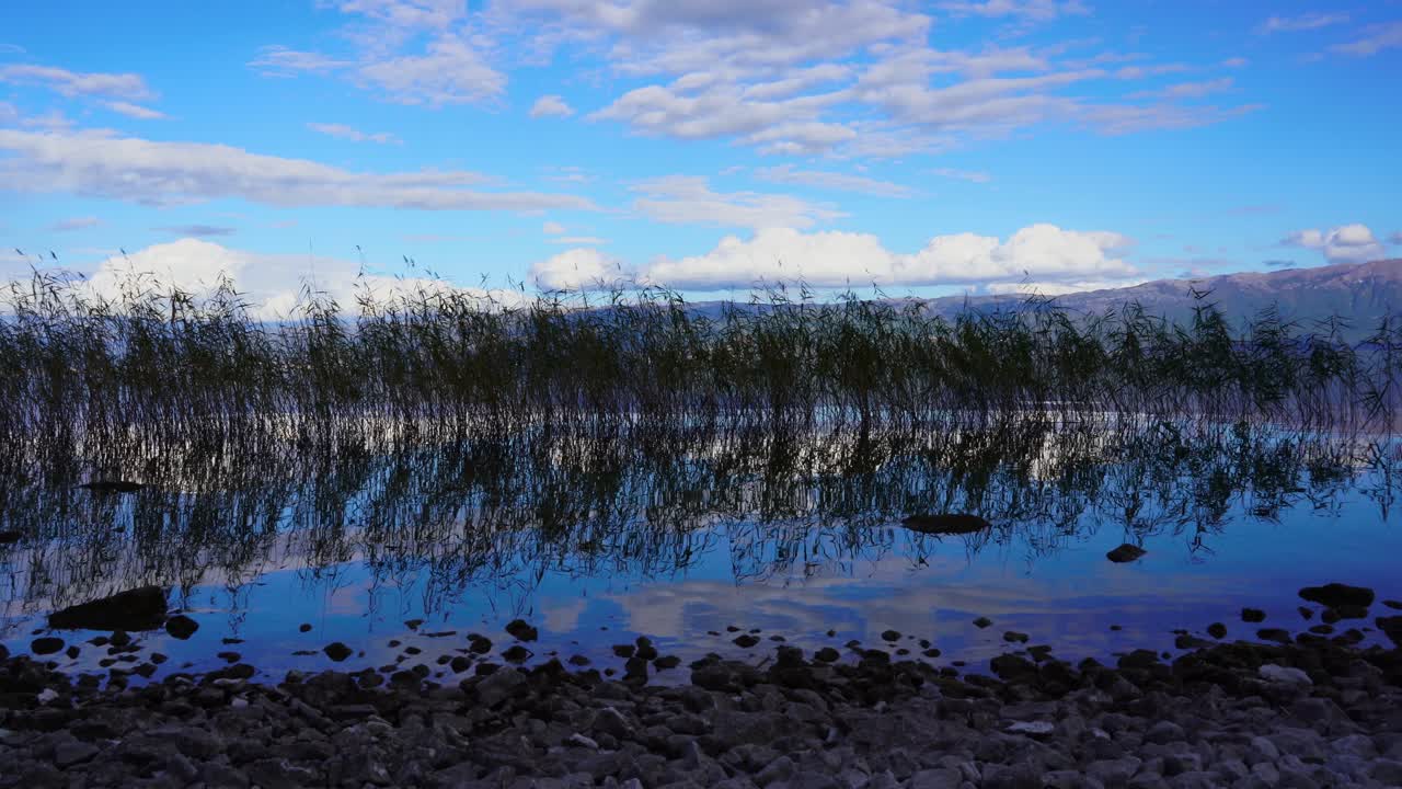 흰 구름과 푸른 하늘을 반사하는 맑은 물이 있는 조용한 호수 기슭의 갈대