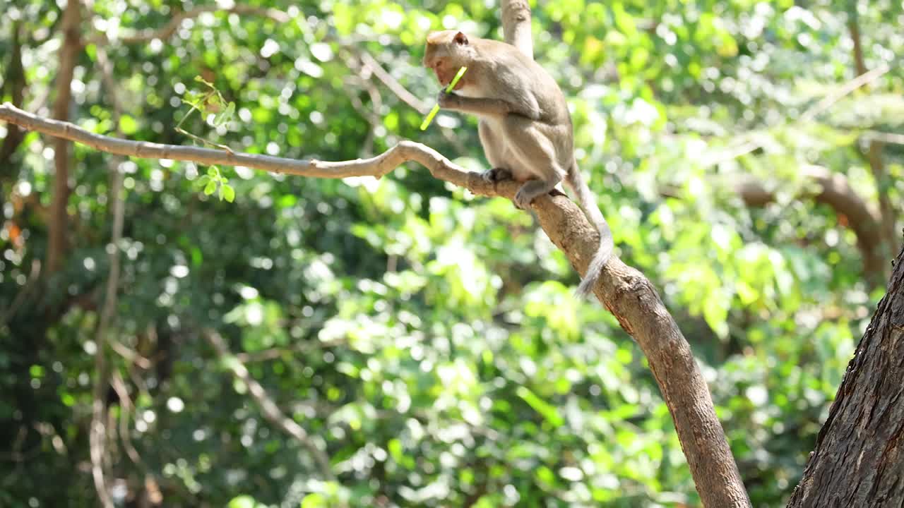 mono interactuando con la paja en la rama del árbol