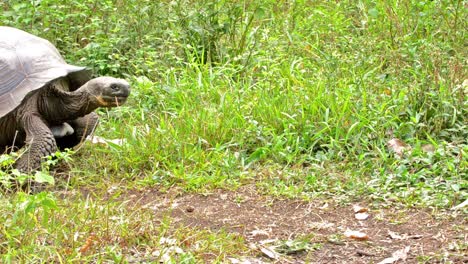 Tortuga-Gigante-De-Galápagos-Entrando-En-Escena-En-El-Rancho-El-Manzanillo-área-De-Tortuga-Gigante-En-La-Isla-Santa-Cruz