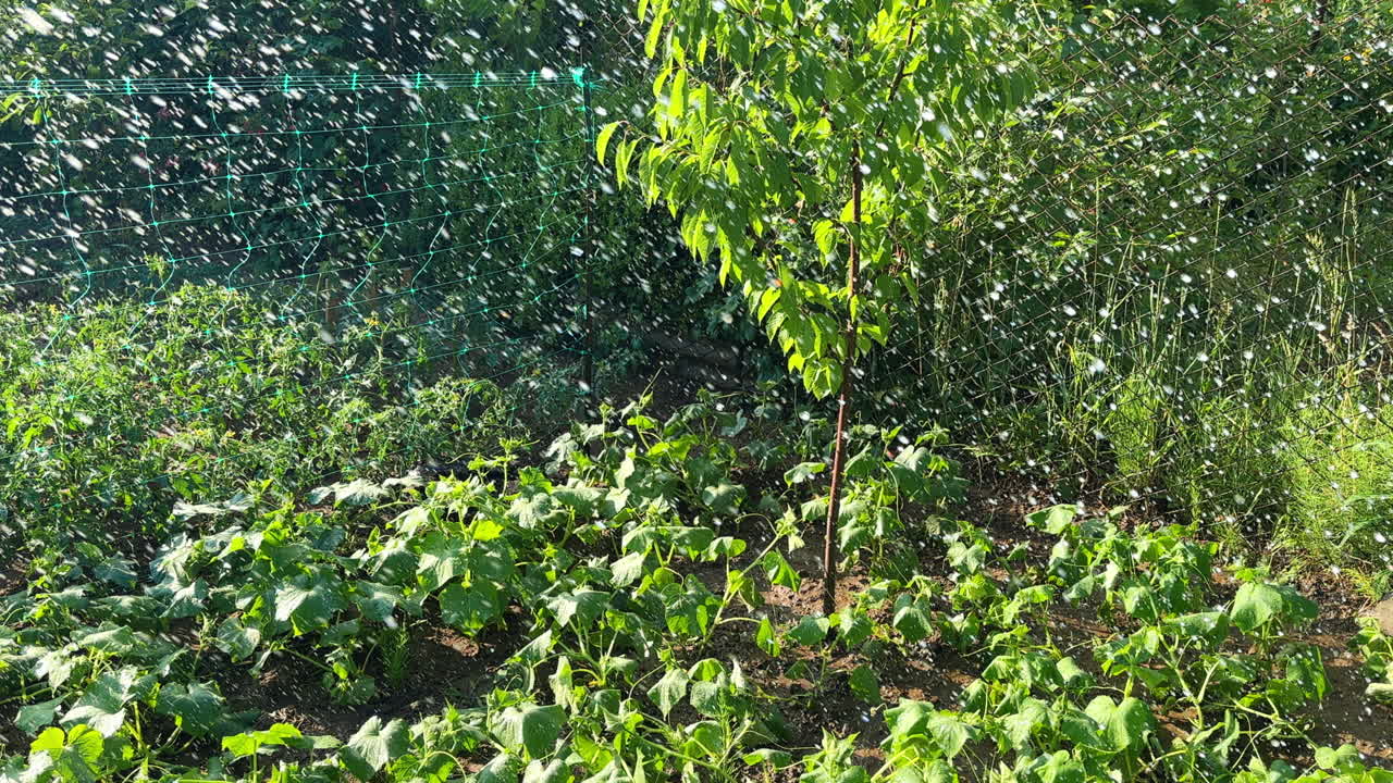 Watering diverse plants growing in the garden bed from the hose. Taking care of the vegetables for good harvest.