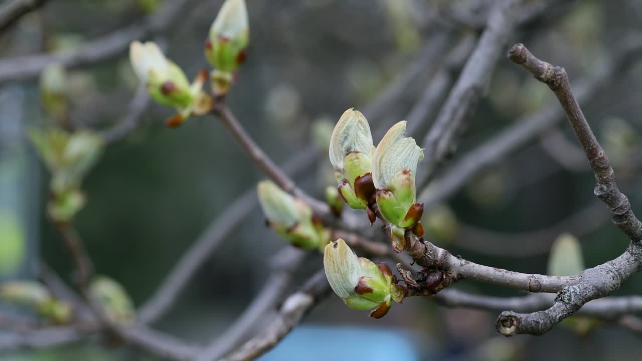 European Horse Chestnut Conker Tree Blooming in Spring. Public Park. Close Up Branch