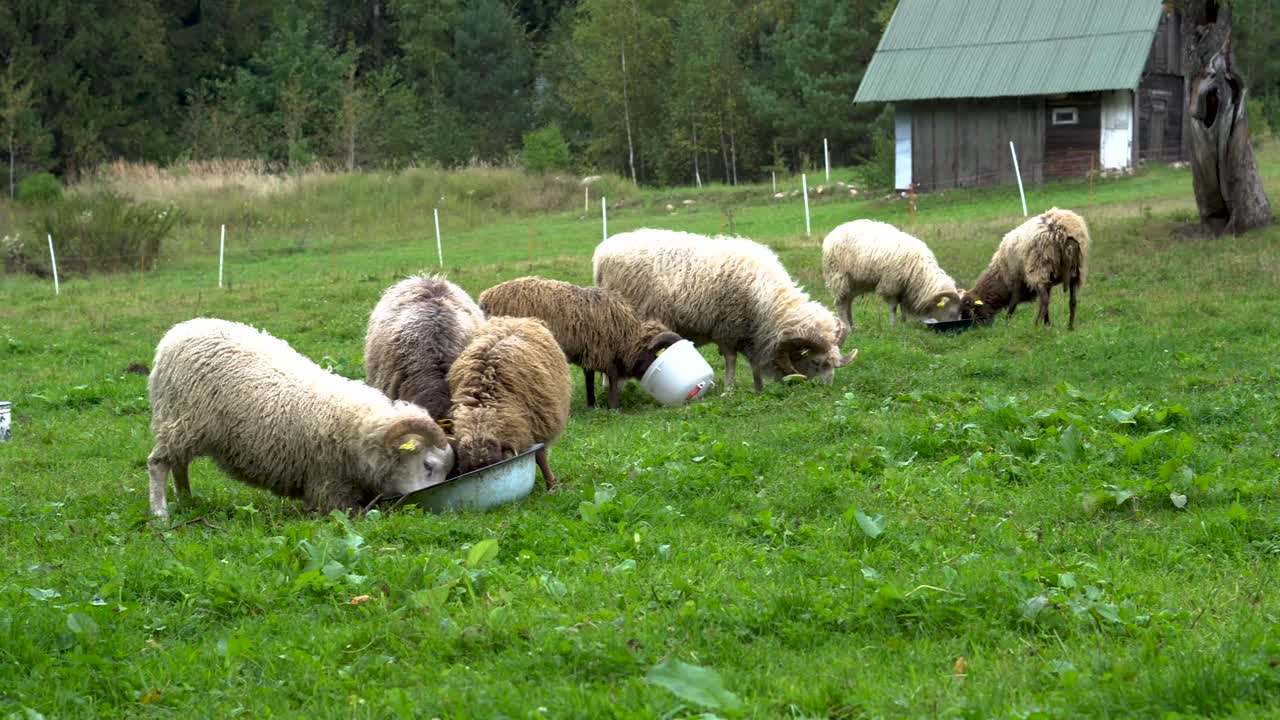평화로운 마을에서 야외에서 양을 먹이고