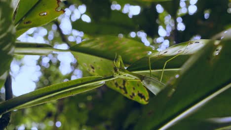 A-sliding-shot-reveals-a-green-praying-mantis-hanging-from-the-underside-of-a-leaf-in-the-rainforest
