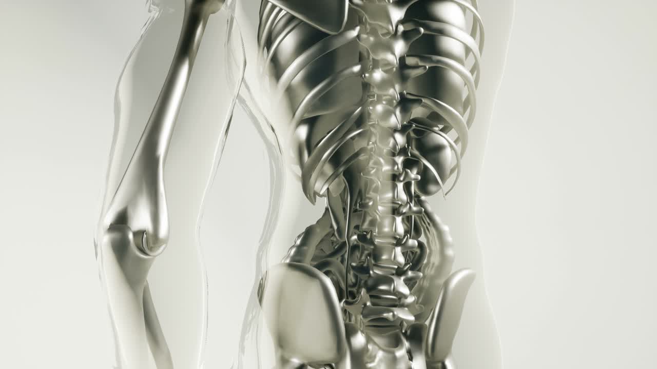 장기를 가진 인간 골격  ⁇  모델