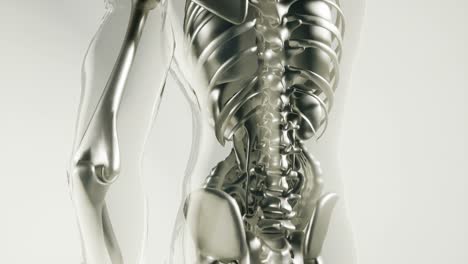 Human-Skeleton-Bones-Model-with-Organs