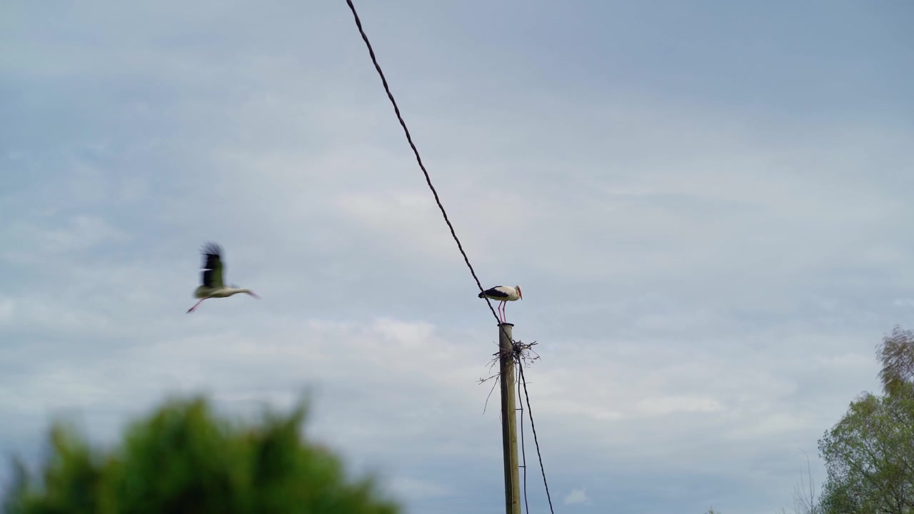 Lavvinkelbillede af en hvid stork, der står på en træelmaster og forsvarer sin redeplads.