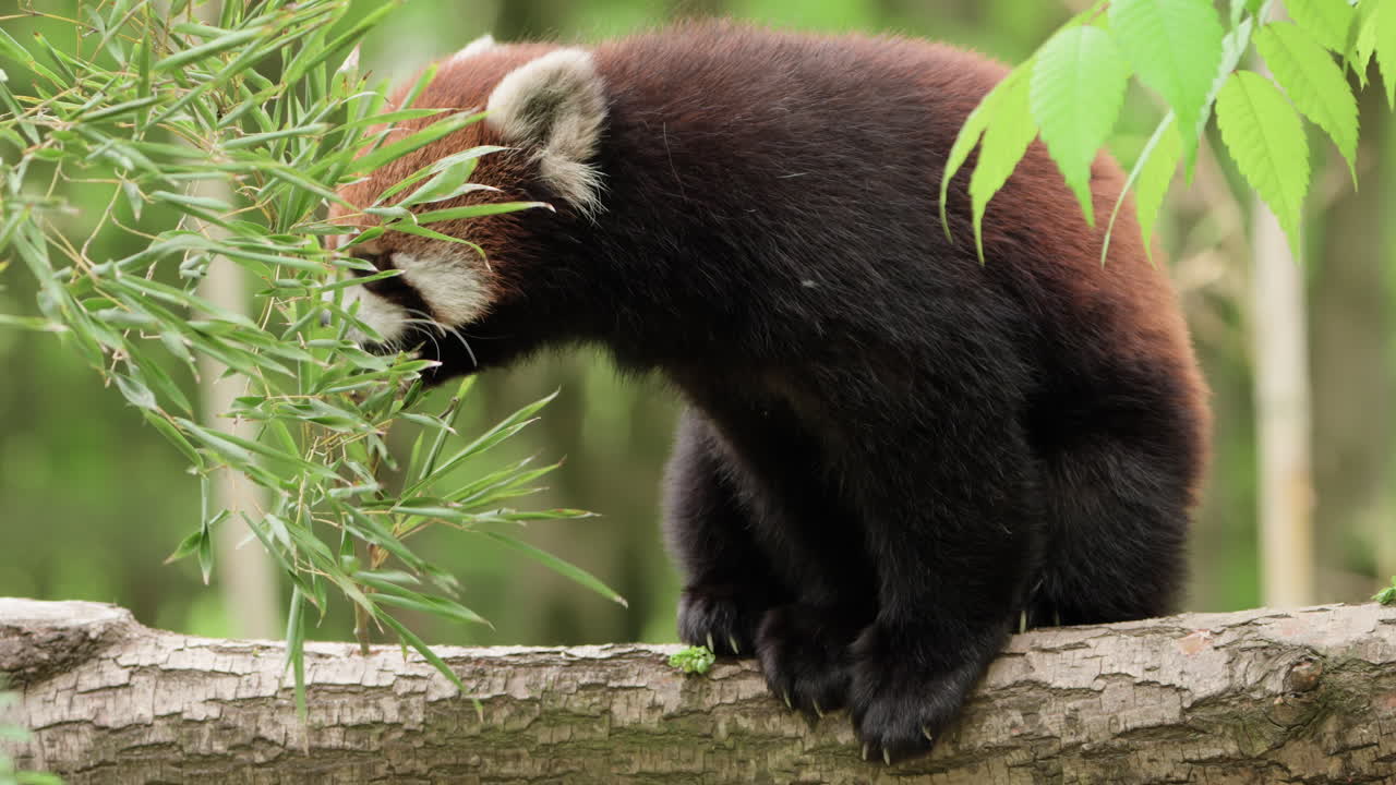 adorable panda rojo o panda menor comiendo hojas de bambú sentado en el tronco del árbol - cámara lenta 4k