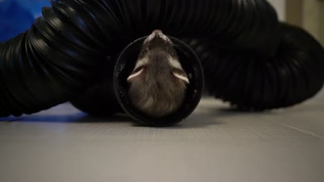 close up cute ferret playing and having fun in tube