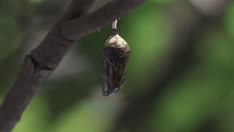 cocoon hanging in a tree branch