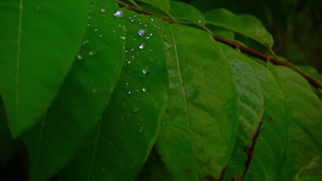 cinematic shallow focus shot of rain drops on dark leaves