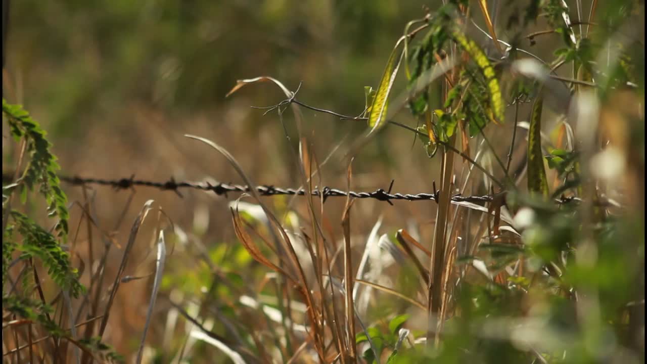 들판 에 있는 가시 와이어 울타리