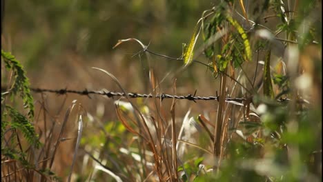 valla de alambre de púas en un campo