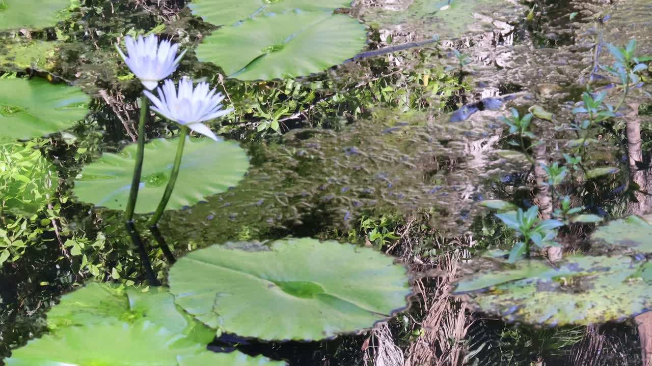 빛에 뜨는 수박의 타임 스