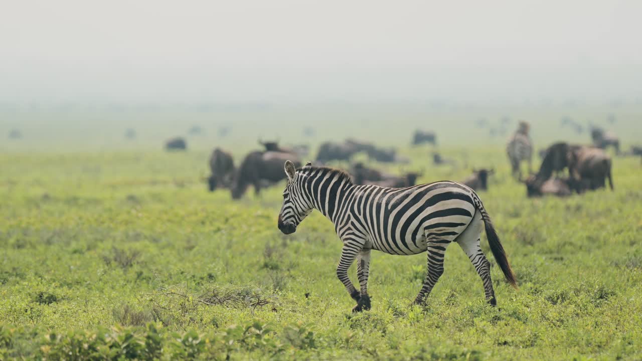 Zebra Herd in Serengeti in Africa in Tanzania, Large Herd of Lots of Zebras during Migration, Migrating in Serengeti National Park on African Animals Wildlife Safari