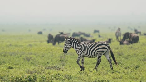 zebra herd in serengeti in africa in tanzania, large herd of lots of zebras during migration, migrating in serengeti national park on african animals wildlife safari