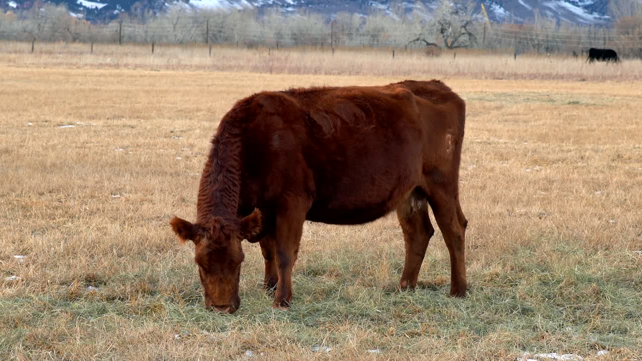 ganado pastando en espacios abiertos