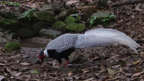 Silver-Pheasant,-Lophura-nycthemera