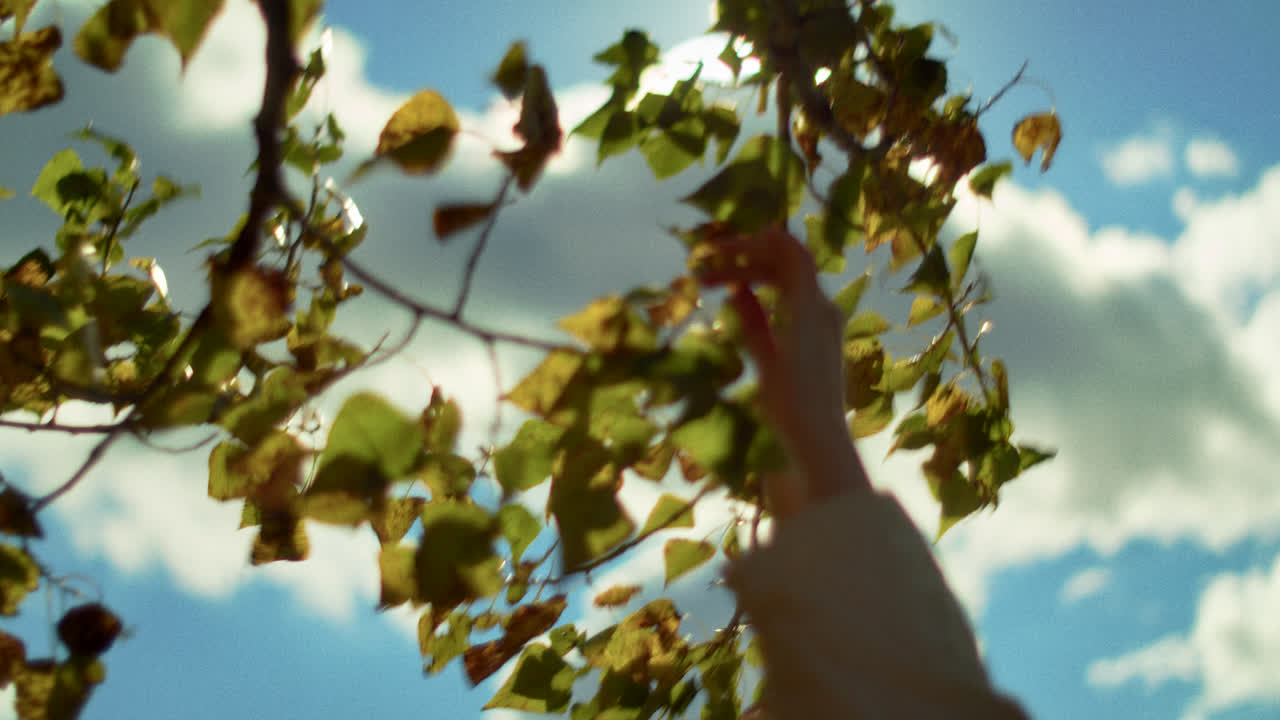 Woman reaching up in a field under tree