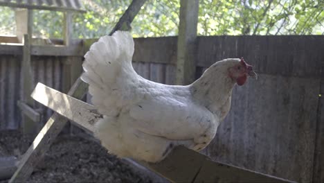 white chicken sitting still in the morning sunlight shade, on wooden perch ladder in chicken coop, closeup