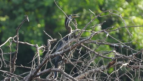 Anhinga-Chillt-Auf-Dem-Teich-Uhd-Mp4-4k