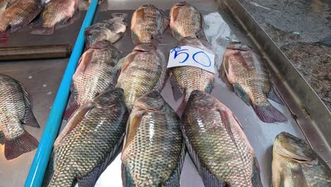 various fish laid out for sale